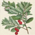 Melissa Shirley Designs -  Strawberry Tree