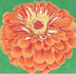 The Meredith Collection - Orange Zinnia/Green Background