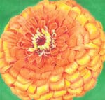 The Meredith Collection - Quince Zinnia/Green Background