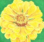 The Meredith Collection - Canary Zinnia/Green Background