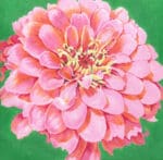 The Meredith Collection - Cosmopolitan Zinnia/Green Background