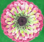 The Meredith Collection - Grenadine Zinnia/Green Background
