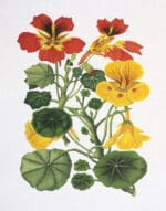 Melissa Shirley Designs - Nasturtiums