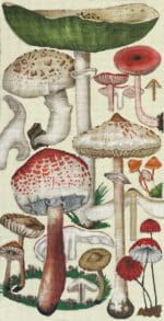 Melissa Shirley Designs - Green Mushrooms