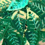 Sundance Sequin Shapes - Blue Green Leaf