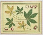 The Plum Stitchery - Buckeye Leaves