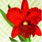 The Meredith Collection - Red Orchid on Green345.