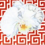 The Meredith Collection - White Orchid on Terra Cotta