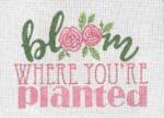 Sandra Gilmore - Bloom