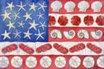 The Collection Designs - Coastal American Flag