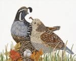 Melissa Shirley Designs - Quails