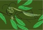 Charley Harper Needlepoint - Praying Mantis