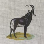 Colors of Praise - Black Antelope