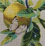 Colors of Praise - White Butterfly on Apple