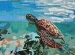 Colors of Praise - Sun-kissed Turtle
