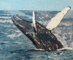 Colors of Praise - Oh Whale