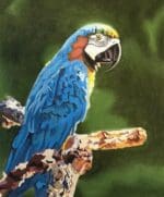 Colors of Praise - Parrot