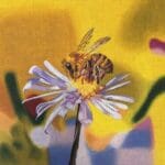 Colors of Praise - The State of Beeing